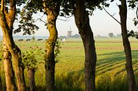 Koeien op weg naar de wei