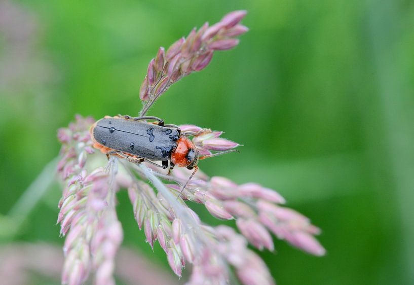soldier beetle close up by Berit Kessler