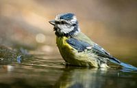 Blaumeise nimmt ein Bad