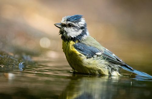 La mésange bleue prend un bain