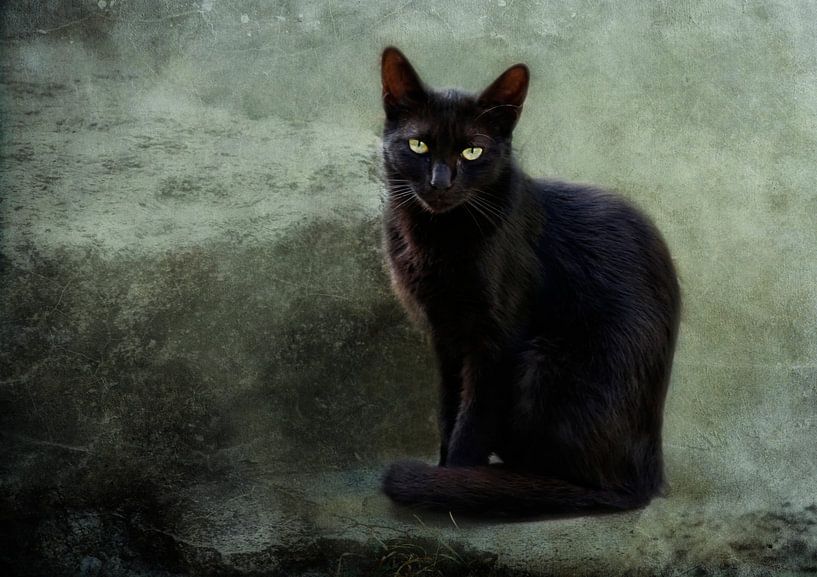 Schwarze Dame von Claudia Moeckel