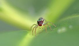Salticidae Spinne I by Iris Volkmar