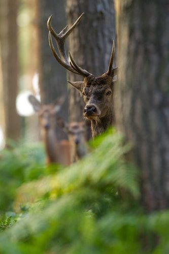 Bronze Rotwild in einer Waldlandschaft mit Farnen