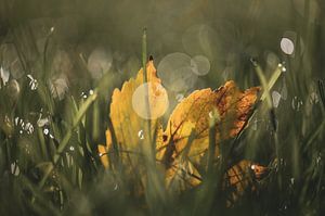 bokeh herbst teil 1 von Tania Perneel