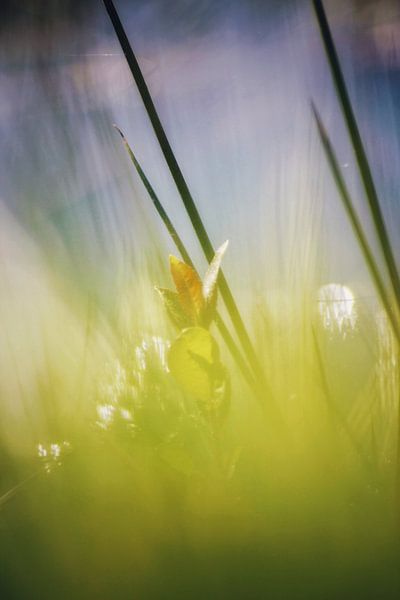 Spring morning by Sonja Onstenk