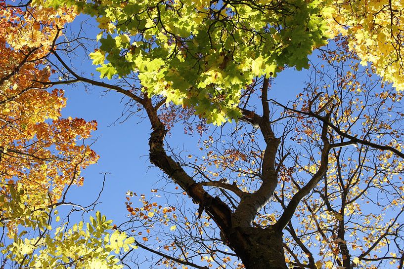 Buntes Herbstlaub im Sonnenschein in der Rhön von Martin Flechsig