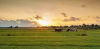Zonsondergang met koeien