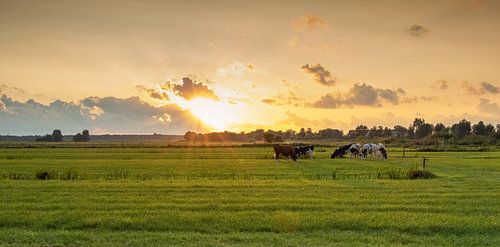 Coucher de soleil avec des vaches sur Connie de Graaf