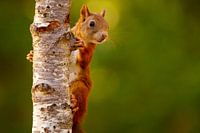 Squirrel hidden behind tree trunk