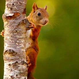 Eichhörnchen hinter Baumstamm versteckt von Arnold van der Horst