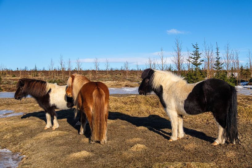 IJslandse paarden von Joke Beers-Blom