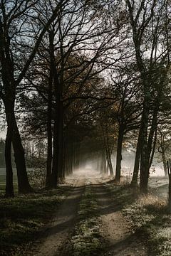 Herbstmorgen in den Niederlanden von Wianda Bongen