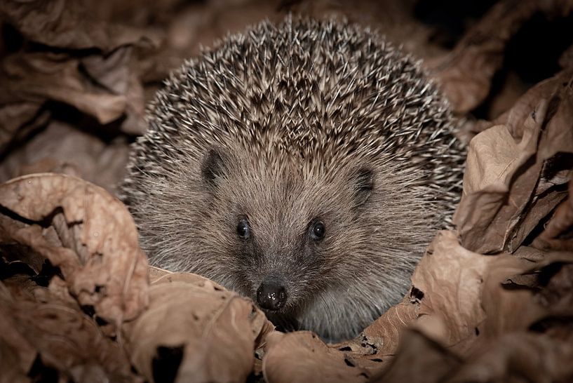 Cute hedgehog looking for food by HB Photography