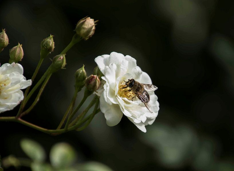 Bee fly on a rose heart by hetty'sfotografie
