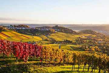 Weinbau in Stuttgart im Herbst von Werner Dieterich