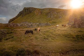 Wilde IJslandse Paarden in IJsland van Thomas Heitz