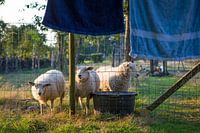 Sheep in evening light