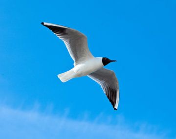 Mouette dans le ciel.