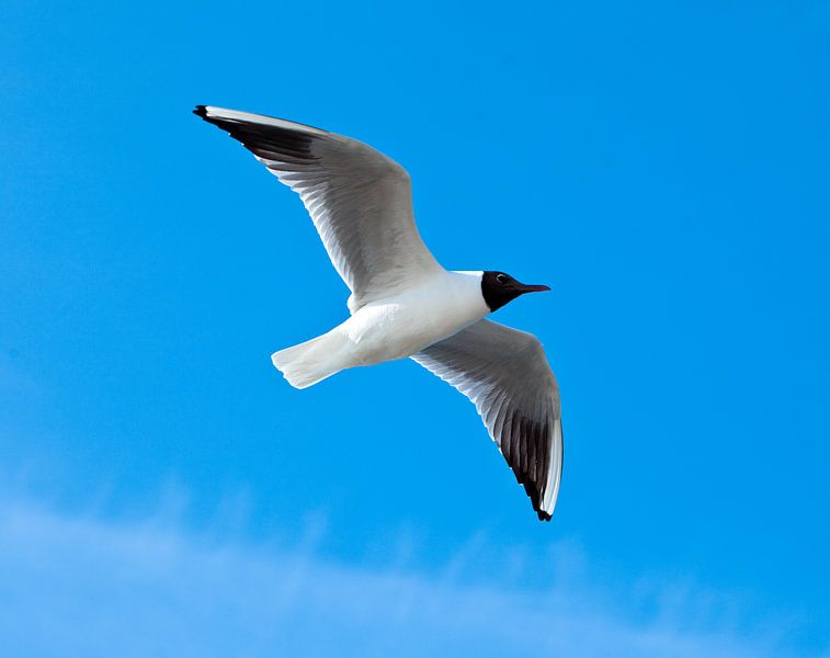 Zeemeeuw in de lucht. van Hennnie Keeris