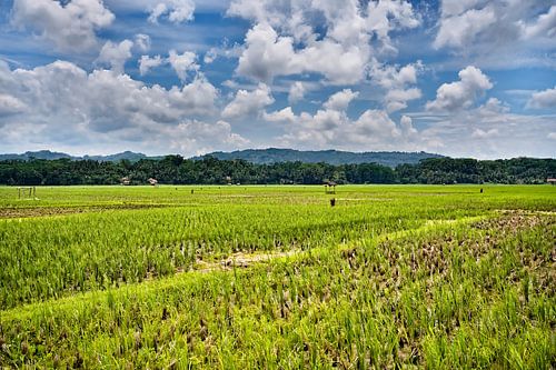Indonesian agricultural landscape under a bright cloudy sky