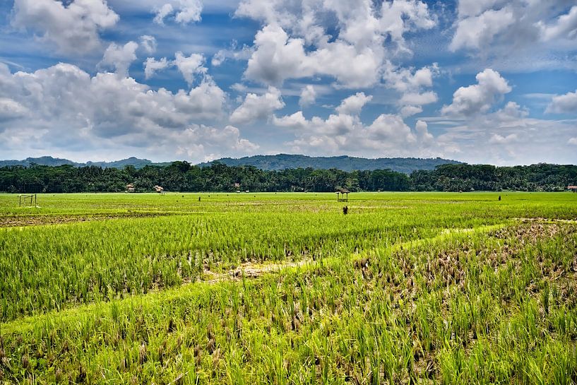 Paysage agricole indonésien sous un ciel nuageux éclatant par Frank Photos