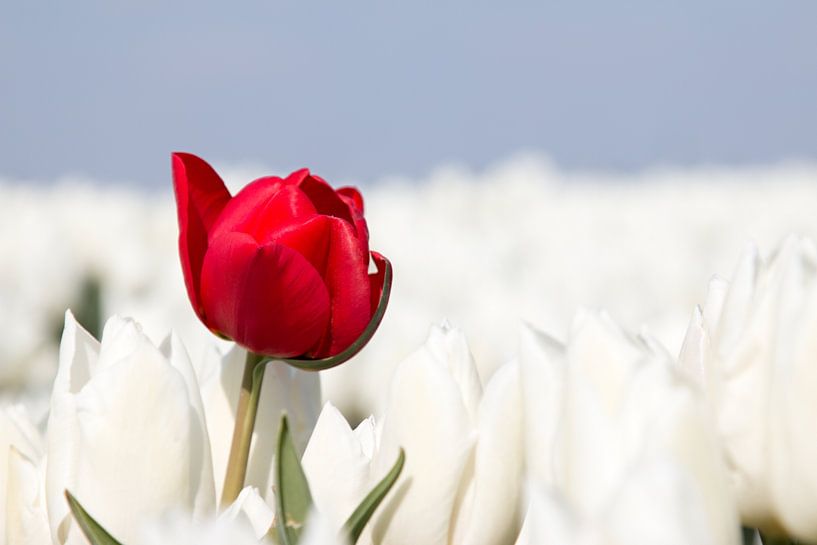 Red tulip in a white tulip field by W J Kok