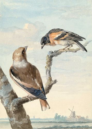 Twee vogels: een appelvink en een keep, Aert Schouman