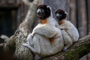 Moeder aap (gekroonde sifaka) met kind
