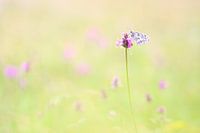 Schachbrett mit Blumen