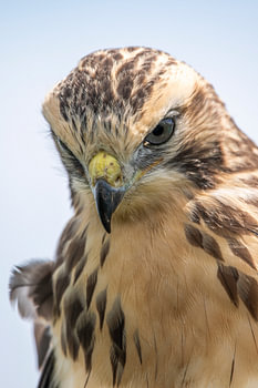 Close-up van de Buizerd (3)