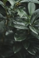Nature in Detail #7