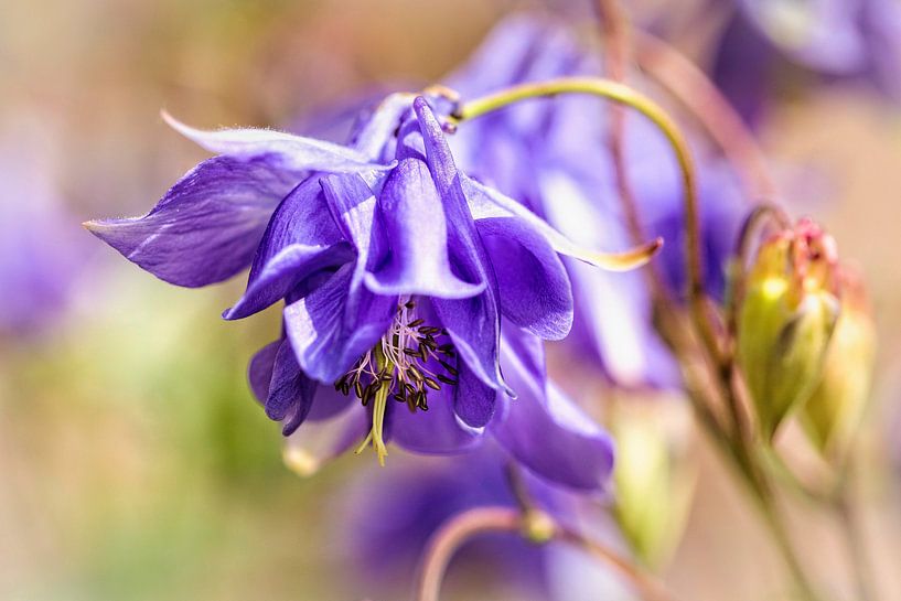 Columbine by Rob Boon