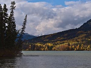 Gele bomen bij Yellowhead Lake van Timon Schneider