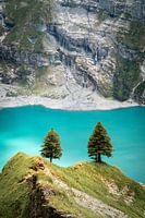 Trees at Lake Oeschinensee in Switzerland
