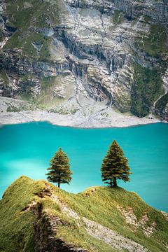 Boompjes bij de Oeschinensee in Zwitserland van Karlijn Meulman