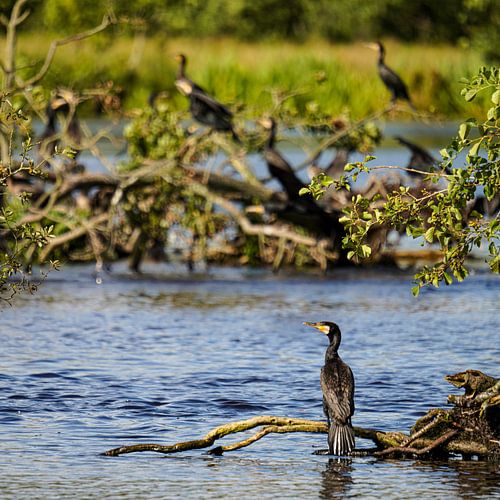Kormorane'Abenteuer-Atmosphäre von Sander Dreschler