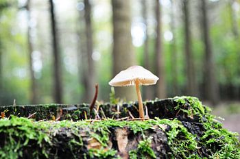 La maison d'un petit gnome