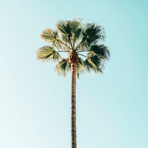Palm hemel