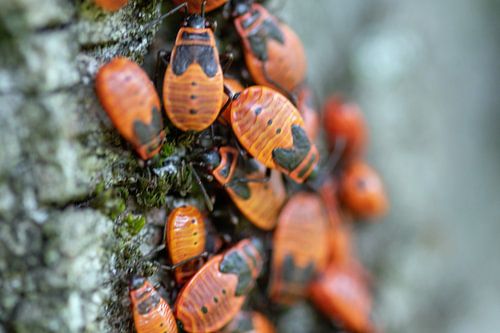 vuurwantsen in de lindenboom