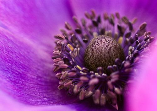 Anemone by Je Lo