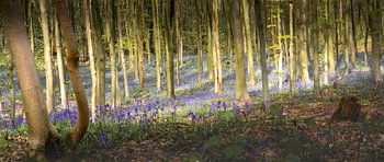 Woodland hyacinths
