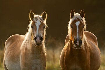 Twee paarden in de vroege ochtend in tegenlicht van Karin de Jonge