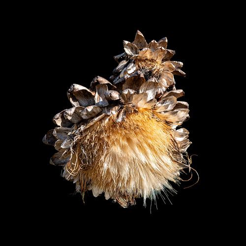 Dried flower of an artichoke