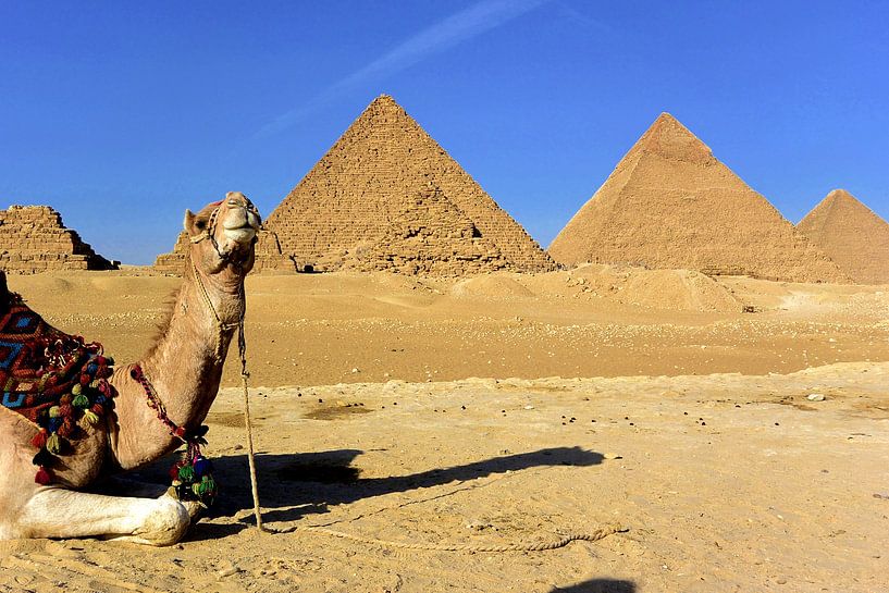 A camel with pyramids in Egypt by MADK