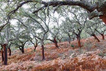 Cork oak by Rob Kempers