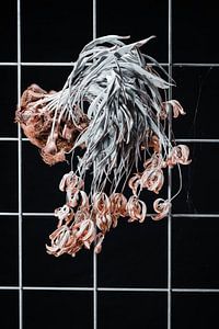 Beauté enchevêtrée