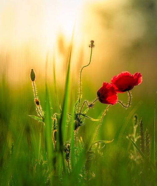 Mysterious beauty by Krzysztof Tollas