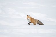 Rotfuchs ( Vulpes vulpes ) kämpft sich durch hohen Schnee von wunderbare Erde Miniaturansicht