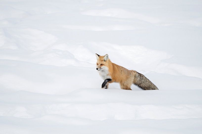 Rotfuchs ( Vulpes vulpes ) kämpft sich durch hohen Schnee von wunderbare Erde