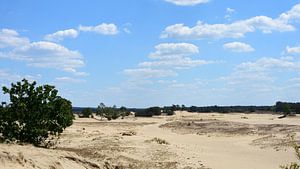 Blick über eine Sandverwehung